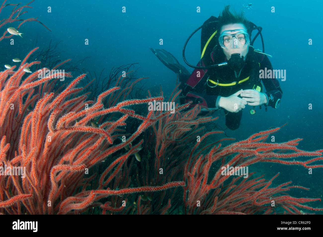female scuba diver swims with red coral in gulf of Thailand Stock Photo