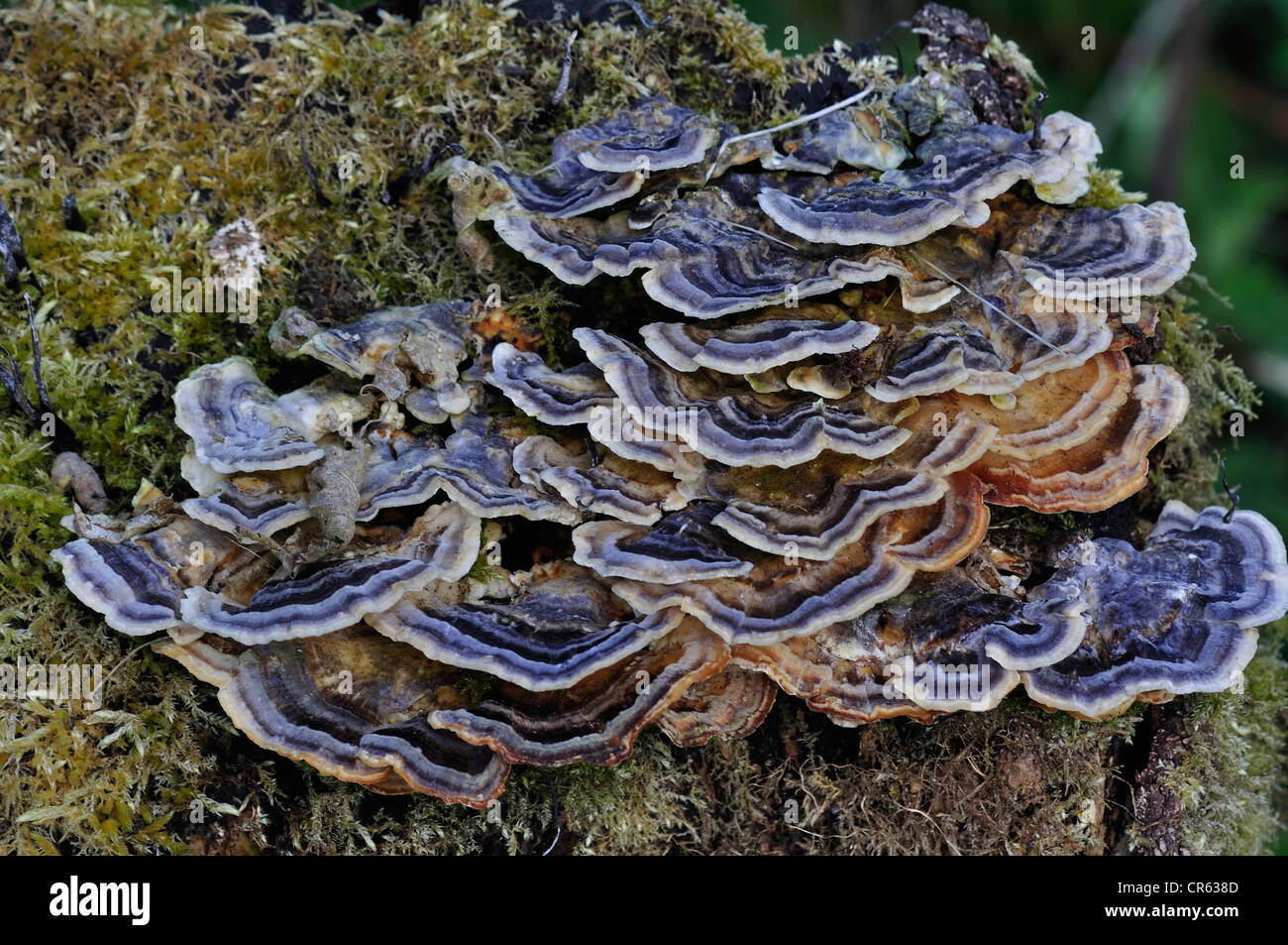 A show of many-zoned polypore fungus UK Stock Photo
