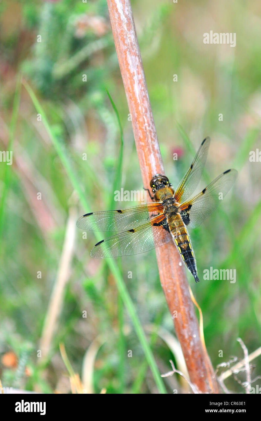 A four-spotted chaser at rest on a dead stem UK Stock Photo