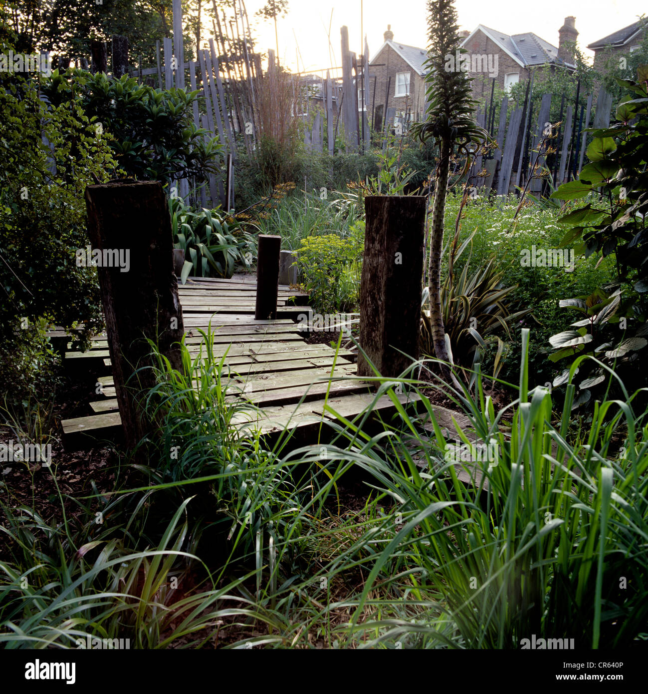 London garden planted with yucca and low-growing New Zealand grasses,  garden design by James Fraser of Avantgardener, London Stock Photo - Alamy