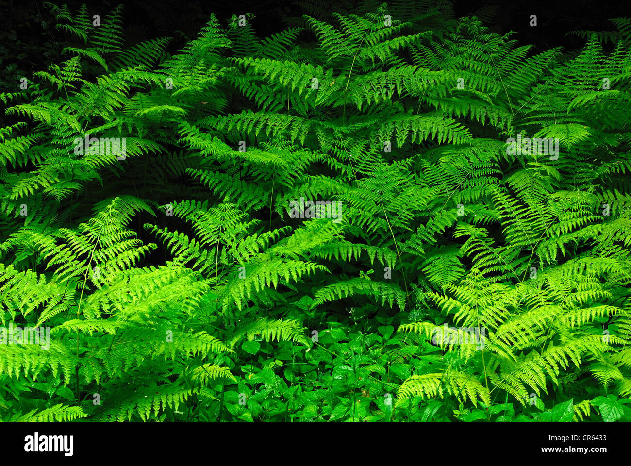 Buckler ferns Stock Photo