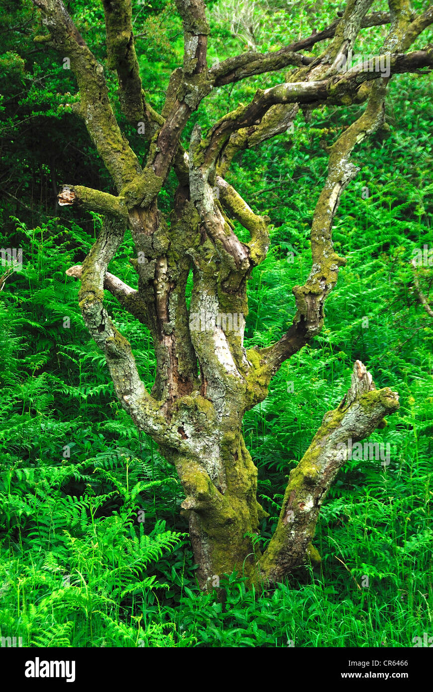 Dead tree hires stock photography and images Alamy