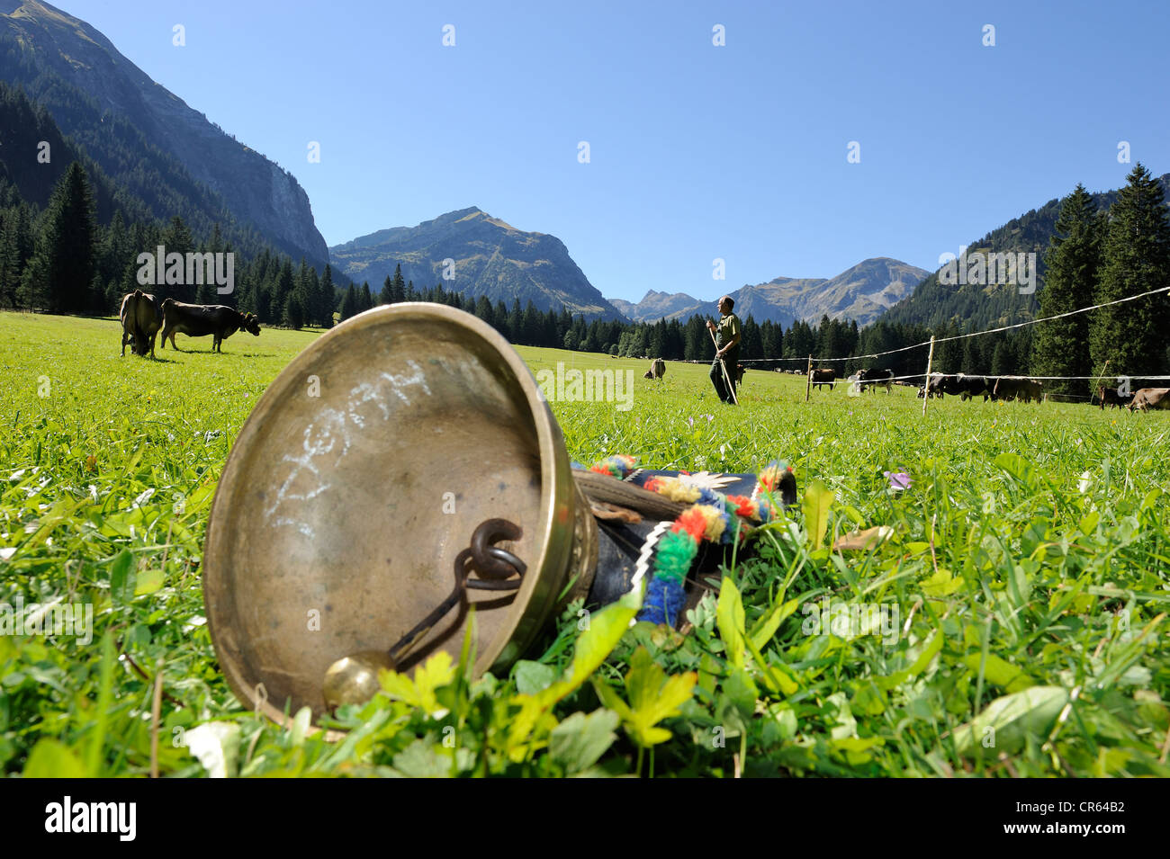 Cowbell to decorate the cows lying readily on a meadow, Almabtrieb, where the cattle are led back from their alpine pasture Stock Photo