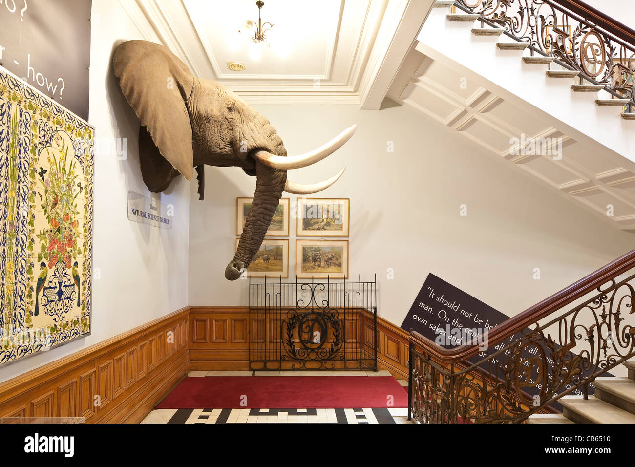 South africa kwazulu natal province durban city hall entrance of the natural science museum trophy of an elephant head