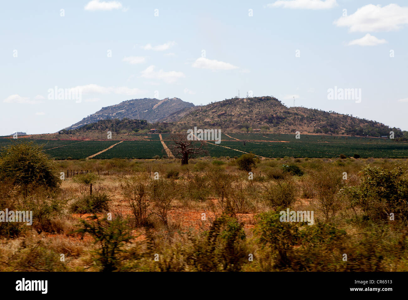 African landscape; Kenya agriculture, trees and mountain Stock Photo
