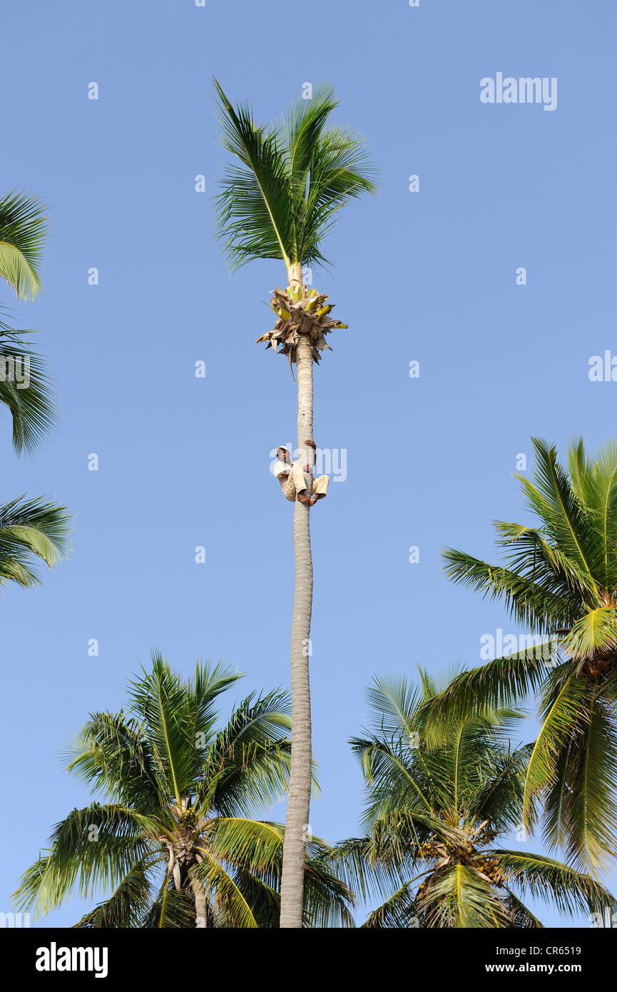 Man climbing a palm tree (Cocos nucifera), Punta Cana, Dominican Republic, Caribbean Stock Photo