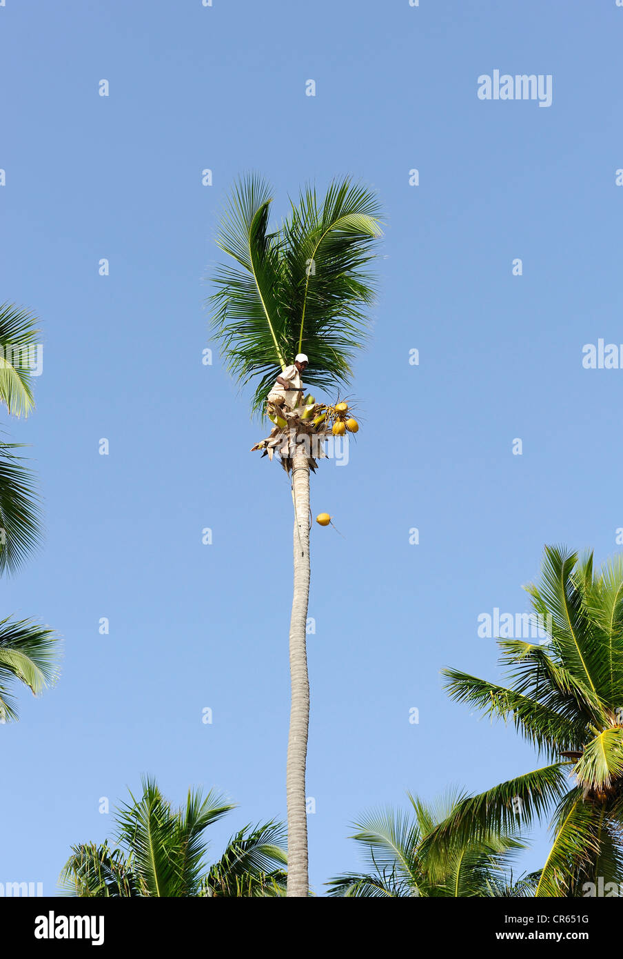 Man cutting coconuts from a palm tree (Cocos nucifera) with a machete, Punta Cana, Dominican Republic, Caribbean Stock Photo