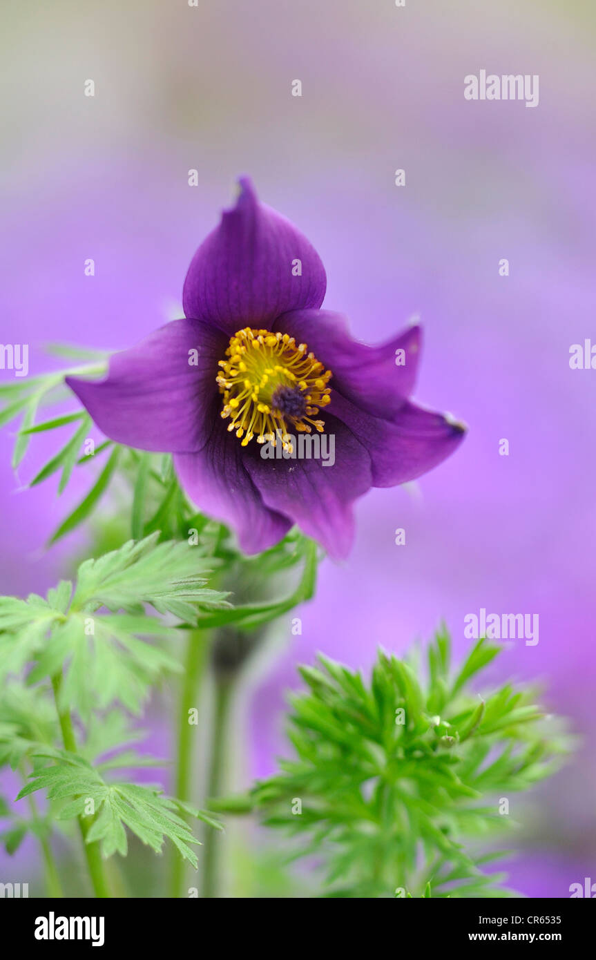 The beautiful purple flower of a pulsatilla anemone in Spring UK Stock Photo