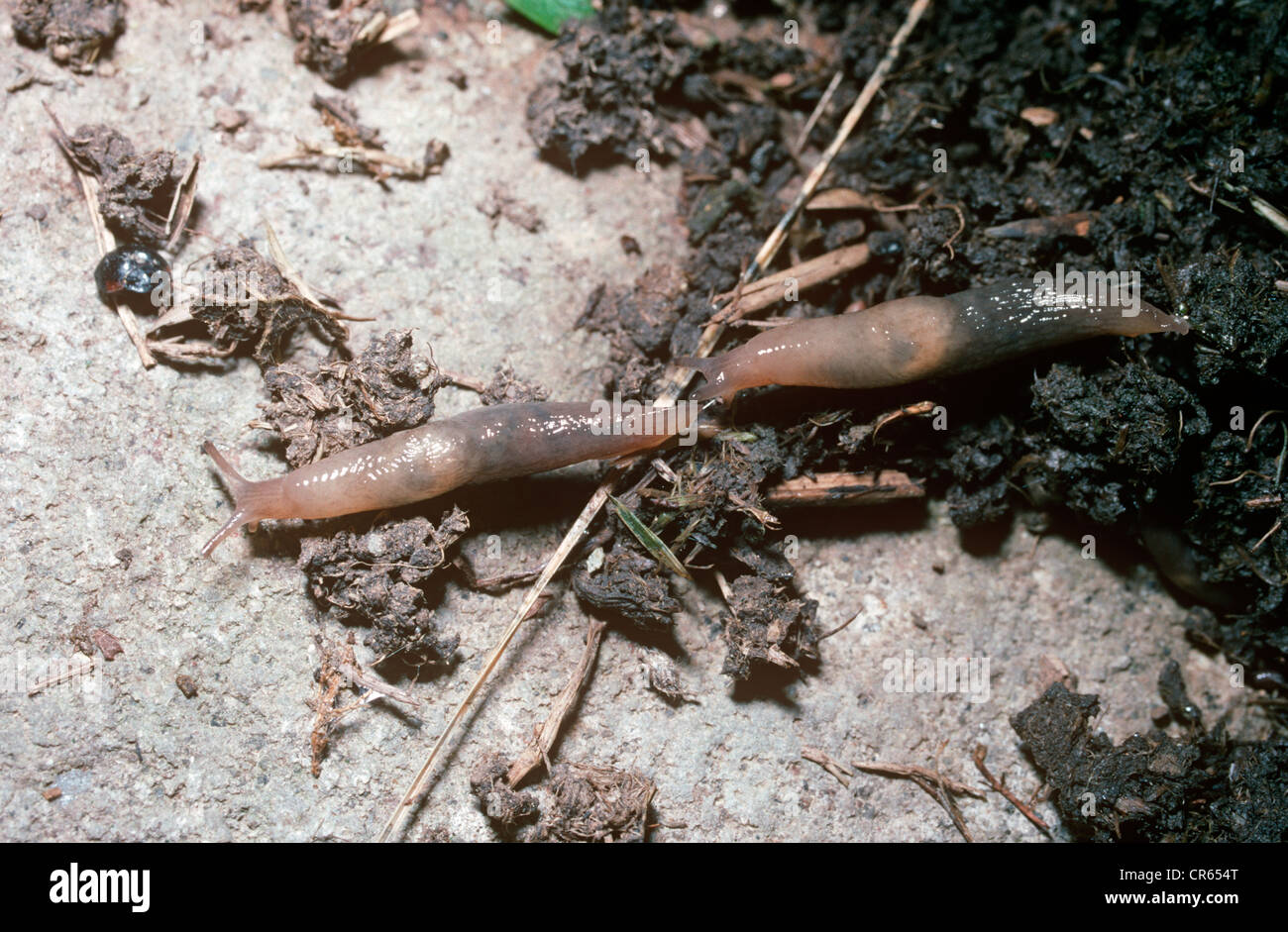 Caruana's slug (Deroceras caruanae / invadens: Agriolimacidae). One on the  right is following the slime trail of the other, UK Stock Photo - Alamy