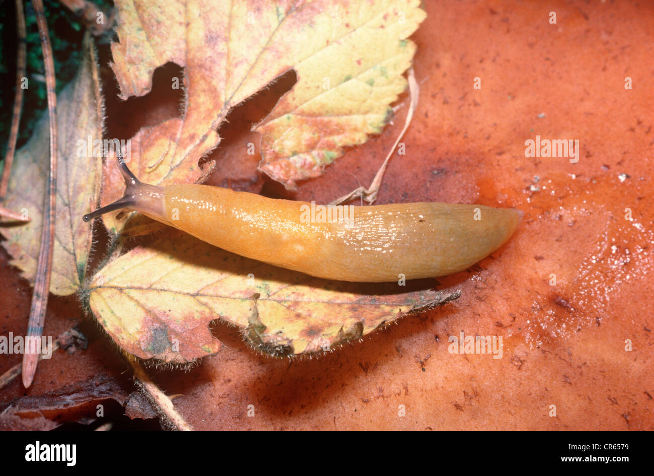 Lemon slug (Malacolimax / Limax tenellus: Limacidae) on a fungus in woodland UK Stock Photo