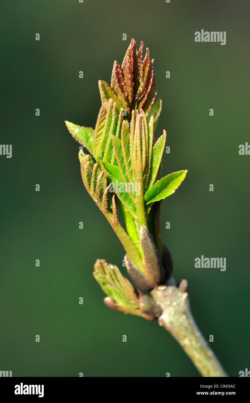 An ash  bud leaf bursting into life in spring UK Stock Photo