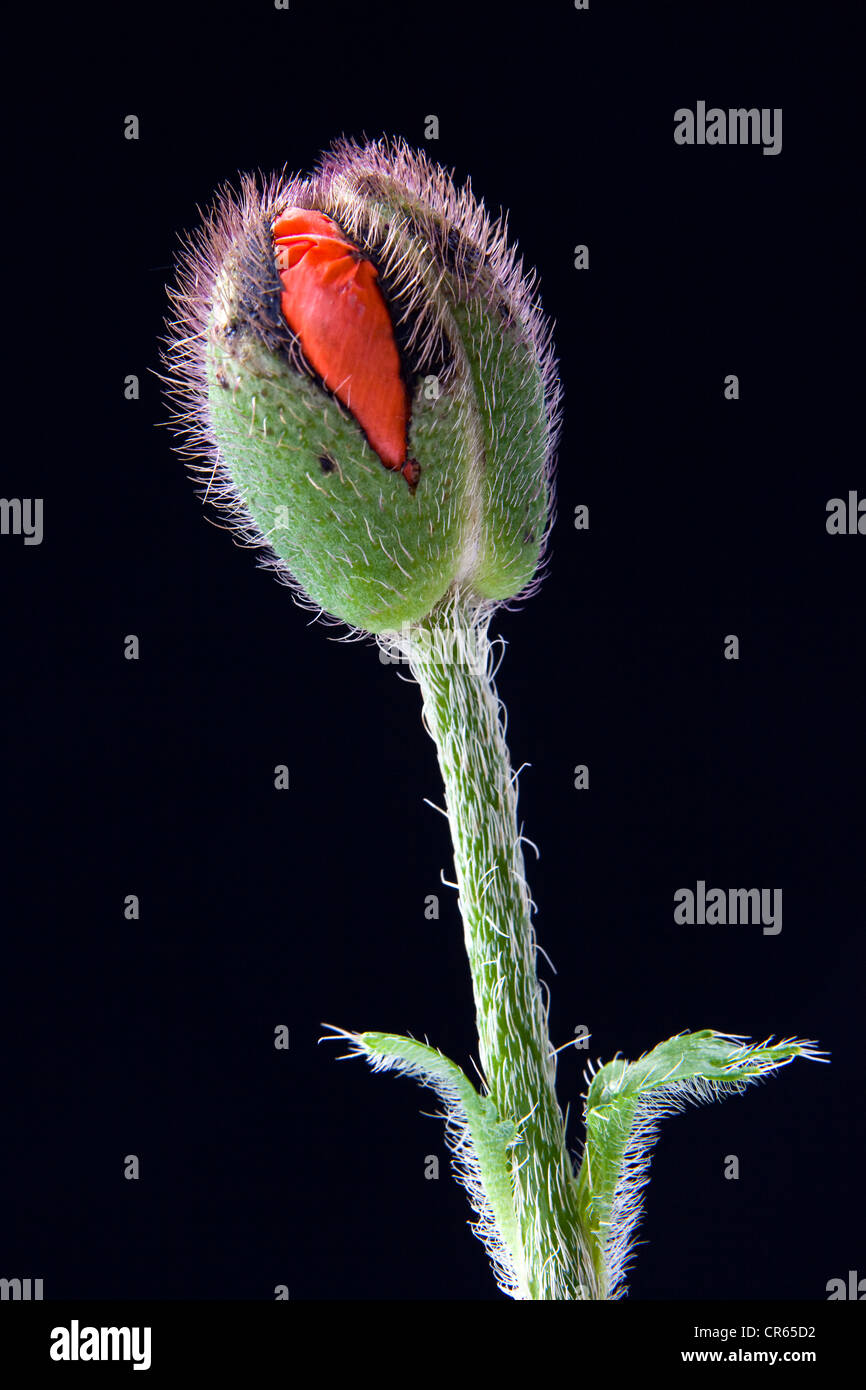 Bud, Turkish Poppy (Papaver orientale) Stock Photo