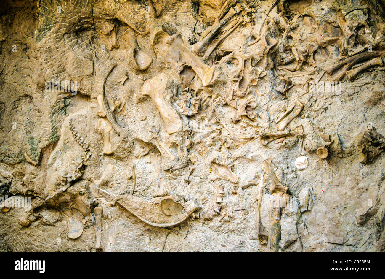 Dinosaur fossils at the Dinosaur National Monument, Colorado, USA Stock