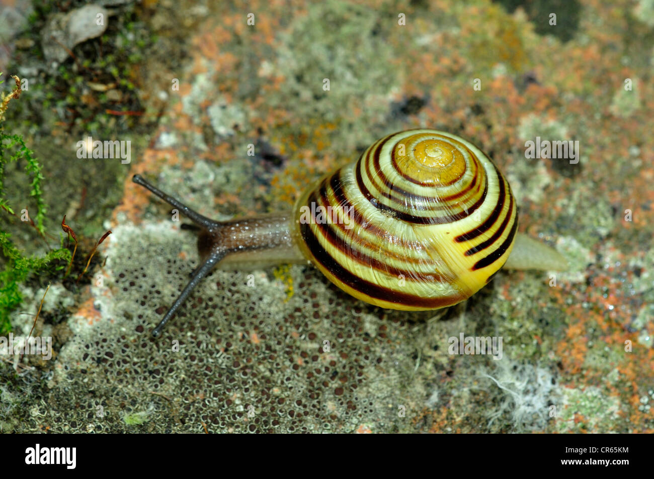 Banded snail hires stock photography and images Alamy