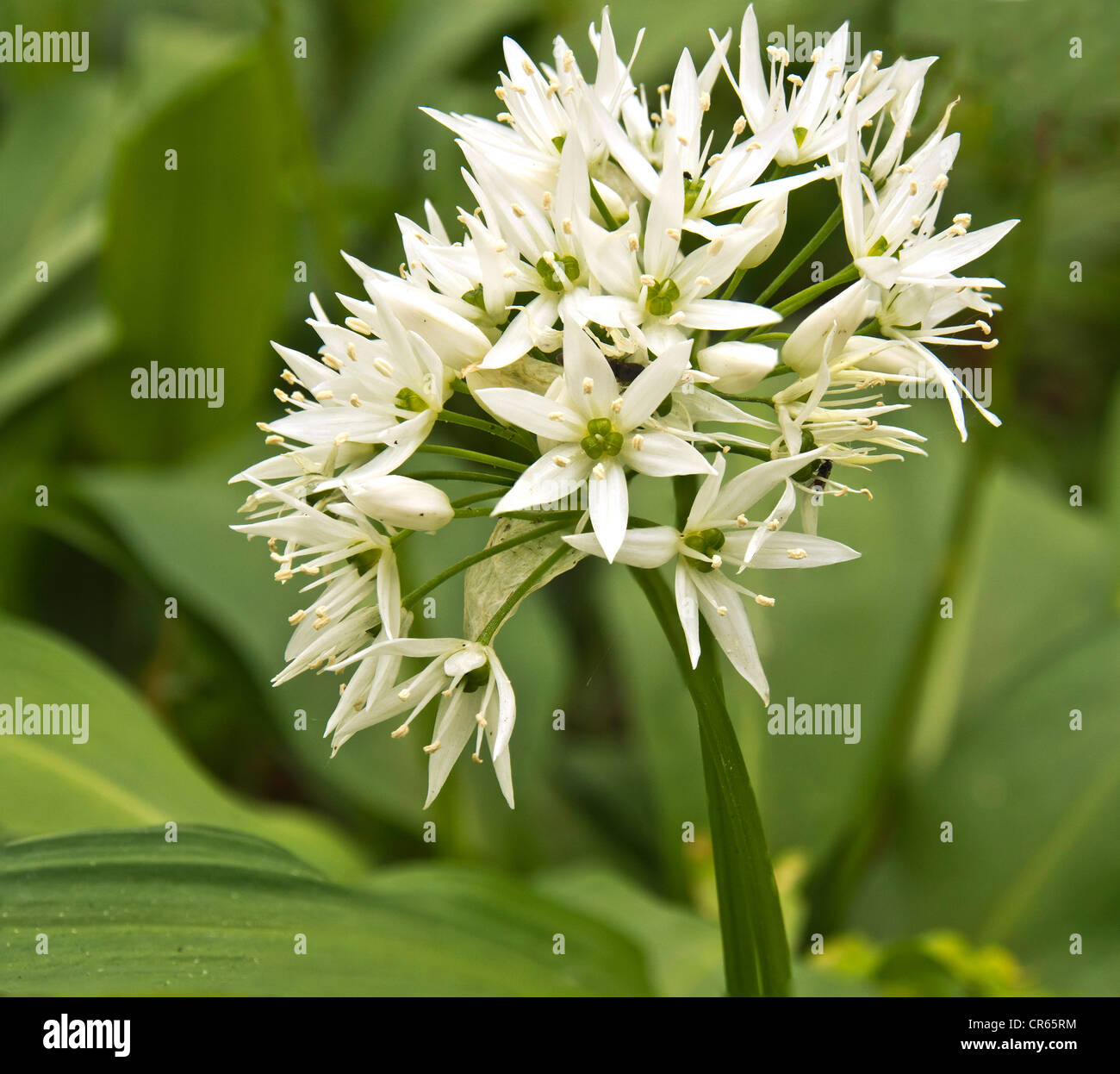 Wild Garlic Plant with flowers Stock Photo Alamy