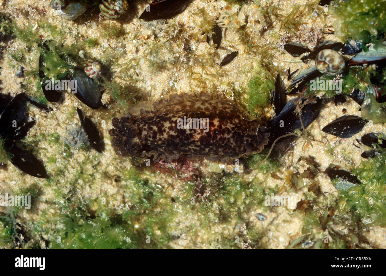 Sea-slug (Dendrodoris grandiflora) Portugal Stock Photo
