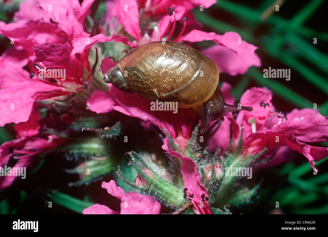 Amber snail (Succinea putris: Succineidae) crawling across purple loosestrife UK Stock Photo