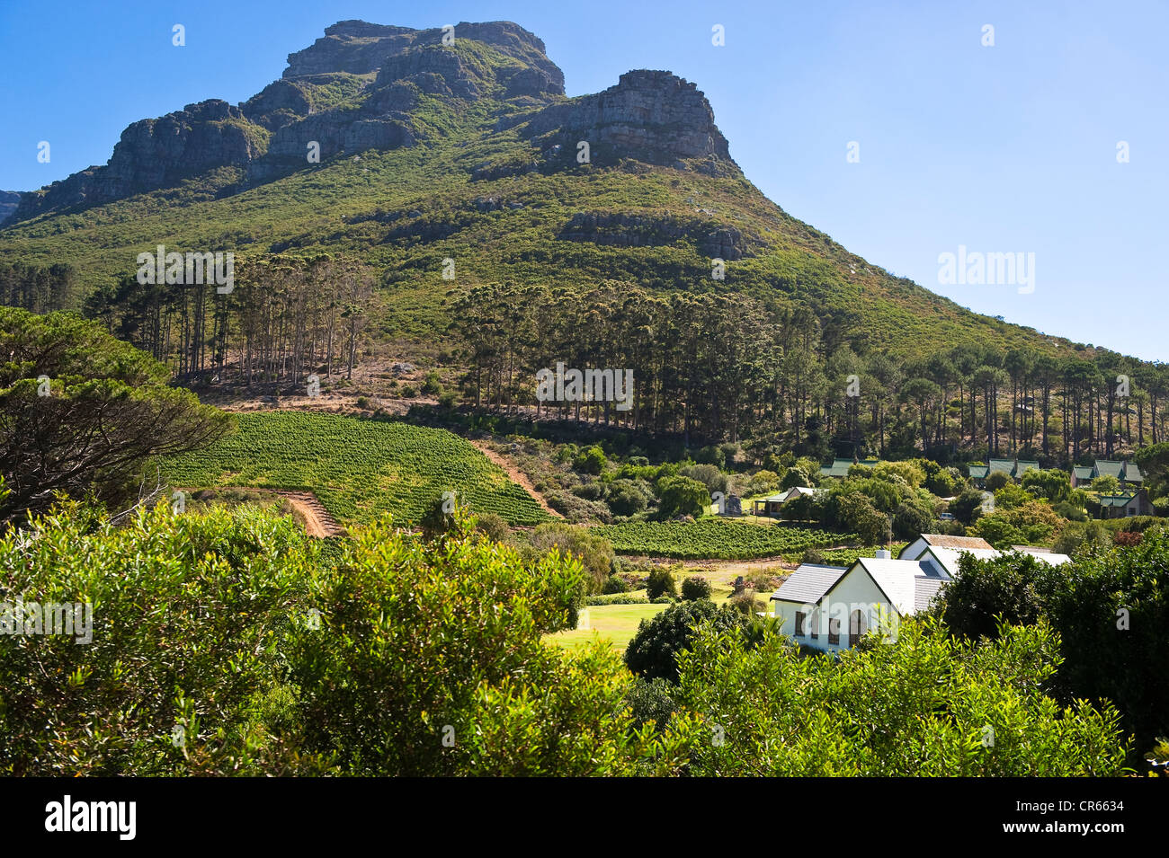 South Africa, Western Cape, outskirts of Cape Town, Groot Constantia, the vineyard Stock Photo