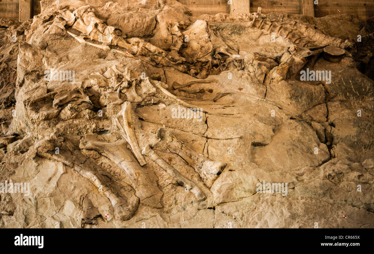 Dinosaur fossils at the Dinosaur National Monument, Colorado, USA Stock