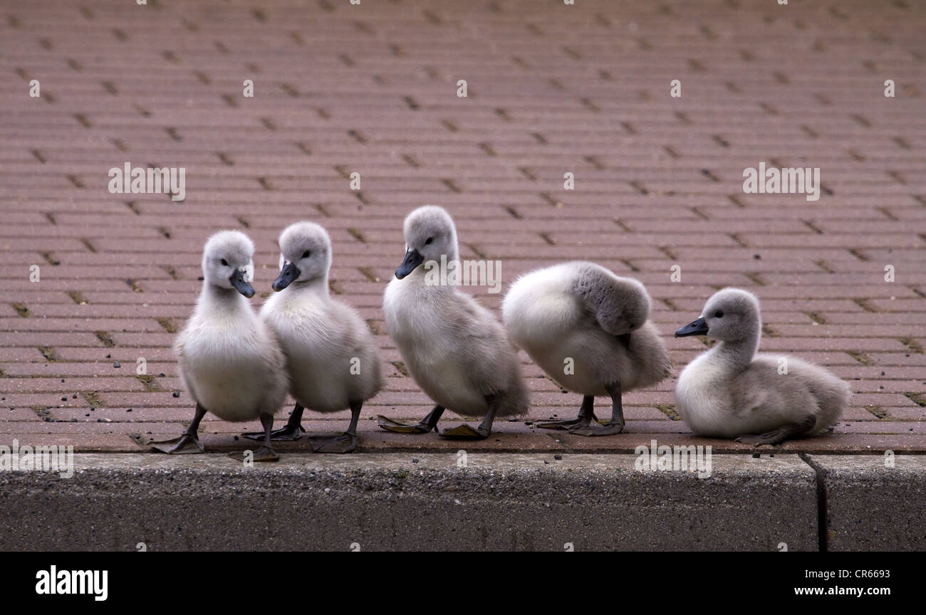 Swanlings, cygnets (Cygnini) in a row on the sidewalk Stock Photo