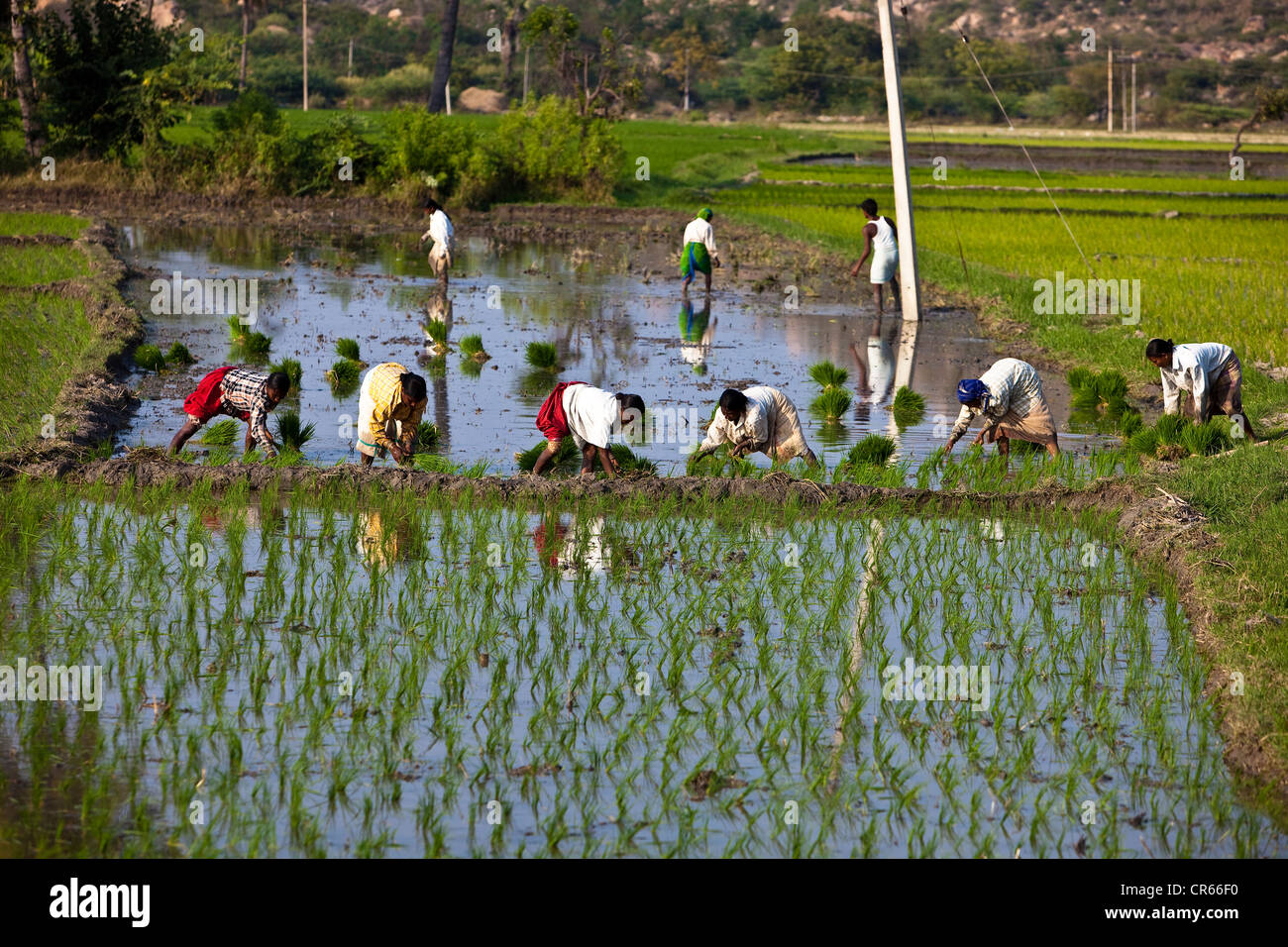 India, Karnataka State, Hampi, rice fields on Tungabhadra River banks