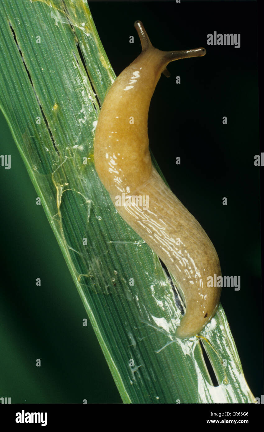 Grey field slug (Deroceras reticulatum) and slime trail on damaged cereal leaf Stock Photo