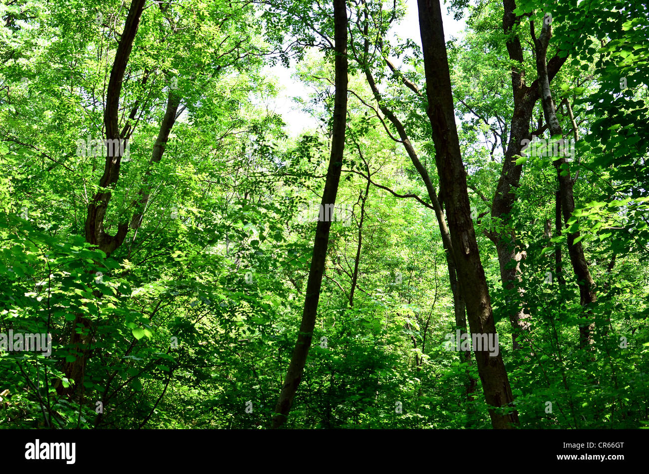 Beautiful green forest background Stock Photo - Alamy