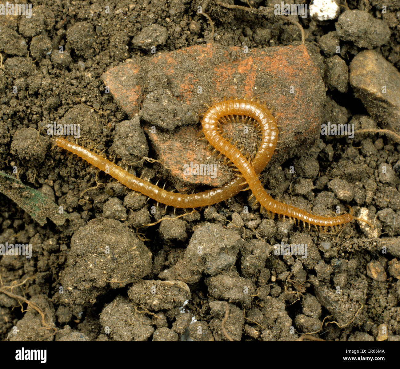 Centipede (Geophilus flavus) soil-dwelling yellow myriapod on the soil ...