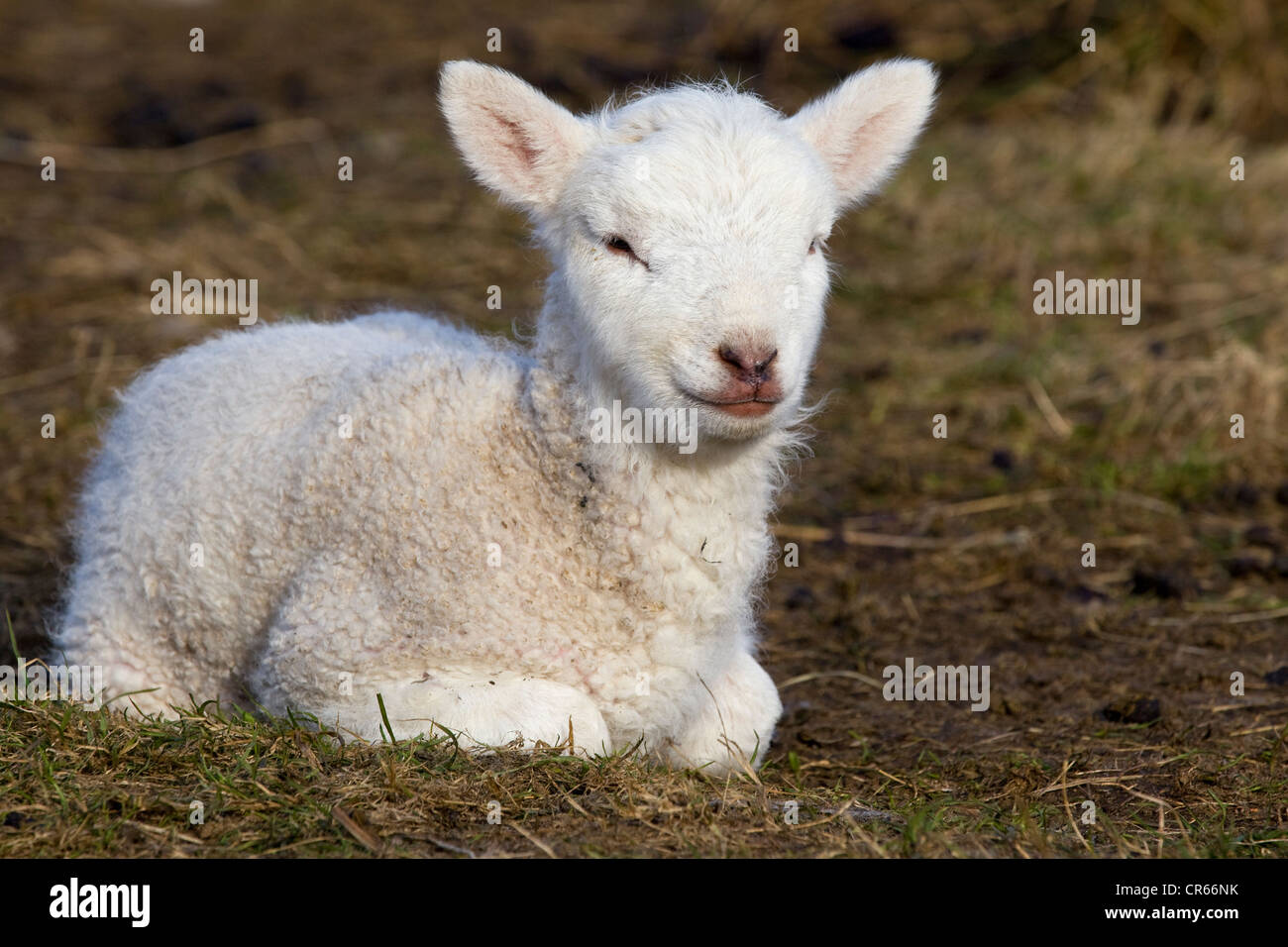 Lamb, Paschal Lamb, lying down, North Friesland, Germany, Europe Stock Photo
