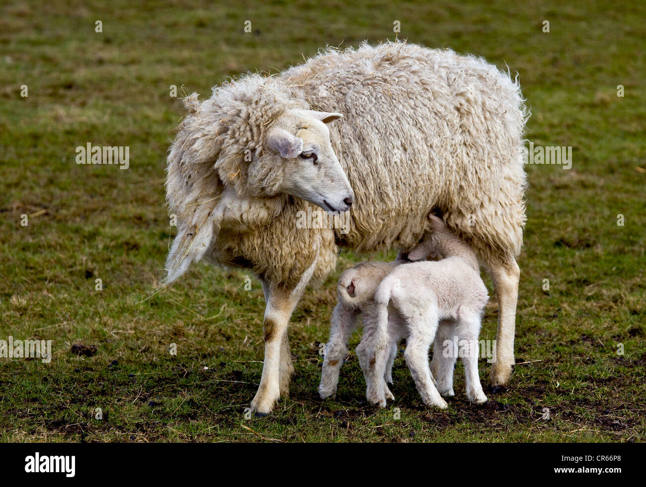 Ewe with suckling lambs, North Sea, North Friesland, Germany, Europe Stock Photo