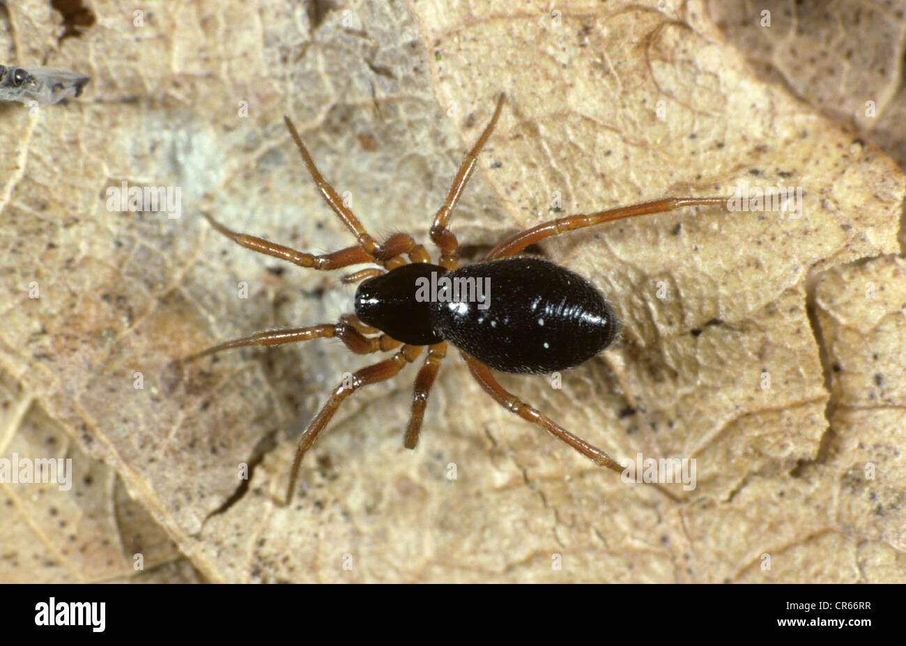 Linyphiid or money spider (Oedothorax retusus) adult female Stock Photo
