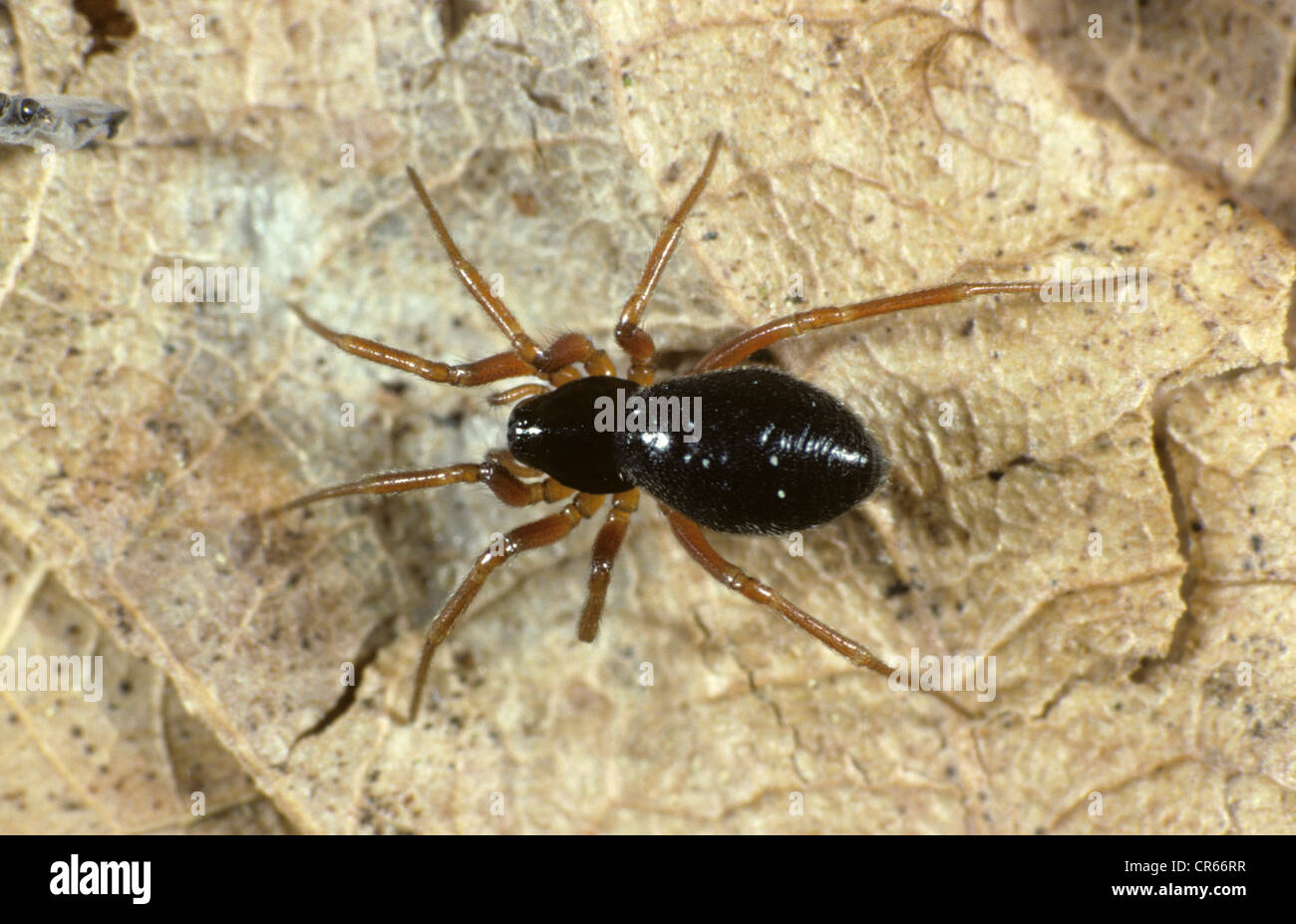 Linyphiid Or Money Spider Oedothorax Retusus Adult Female Stock Photo 