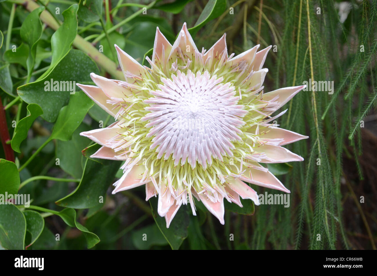 Protea flower Stock Photo