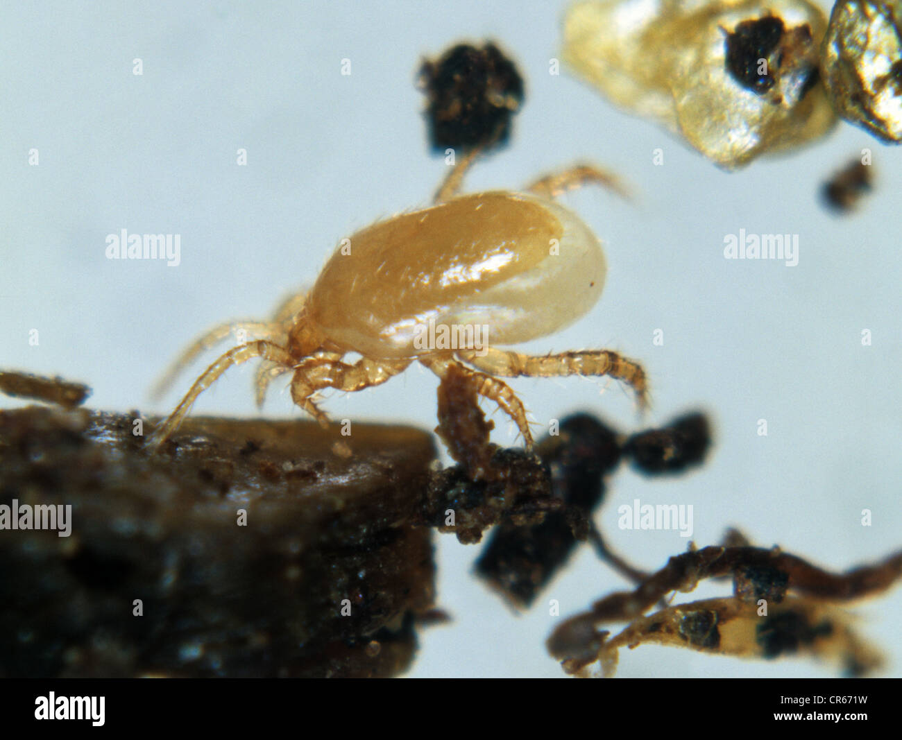 Predatory mite (Hypoaspis aculeifer) Stock Photo