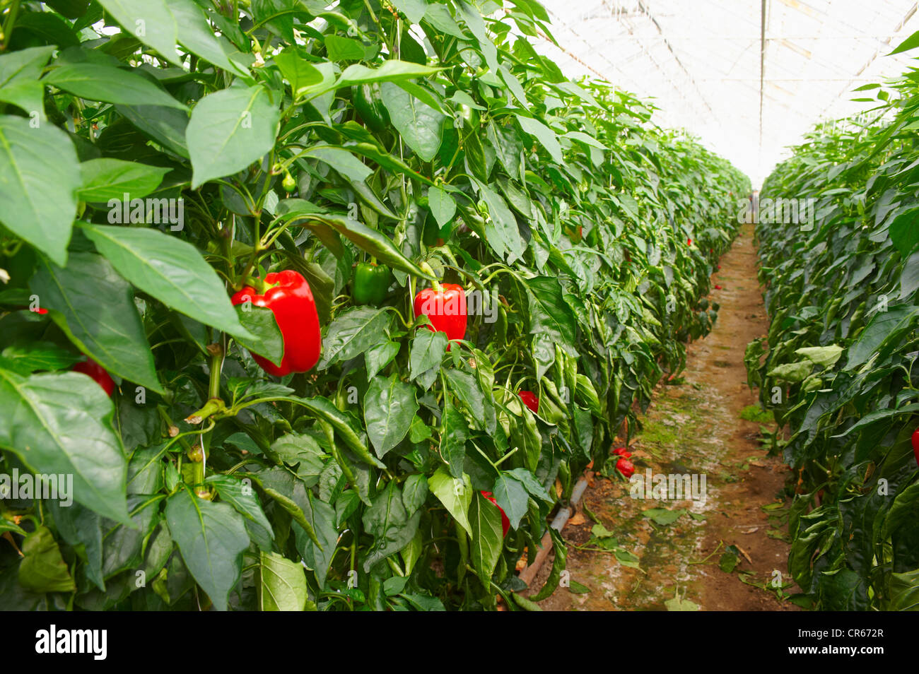 Cultivation of bell pepper Cultivation of bell pepper