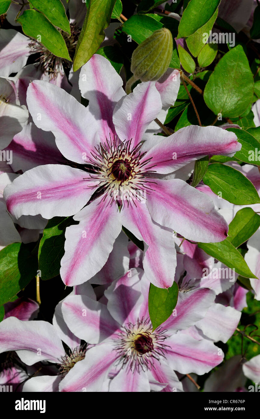 clematis in flower Ranunculaceae Stock Photo