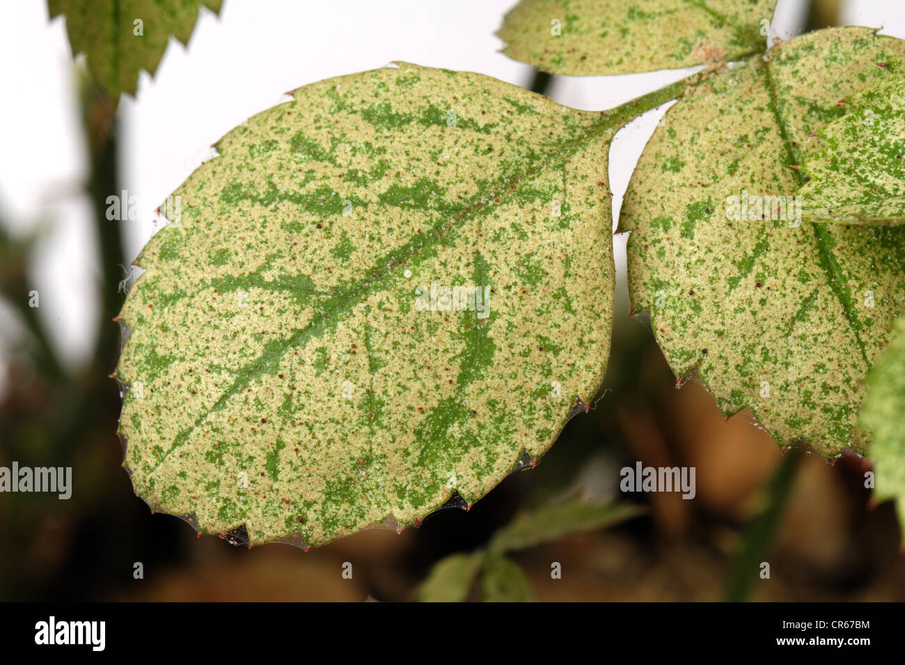 Carmine spider mites (Tetranychus cinnabarinus) infestation and damage to a small pot rose plant Stock Photo