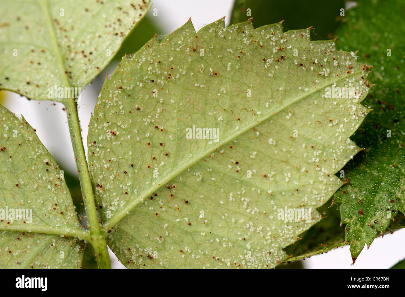 Carmine spider mites (Tetranychus cinnabarinus) infestation and damage to a small pot rose plant Stock Photo