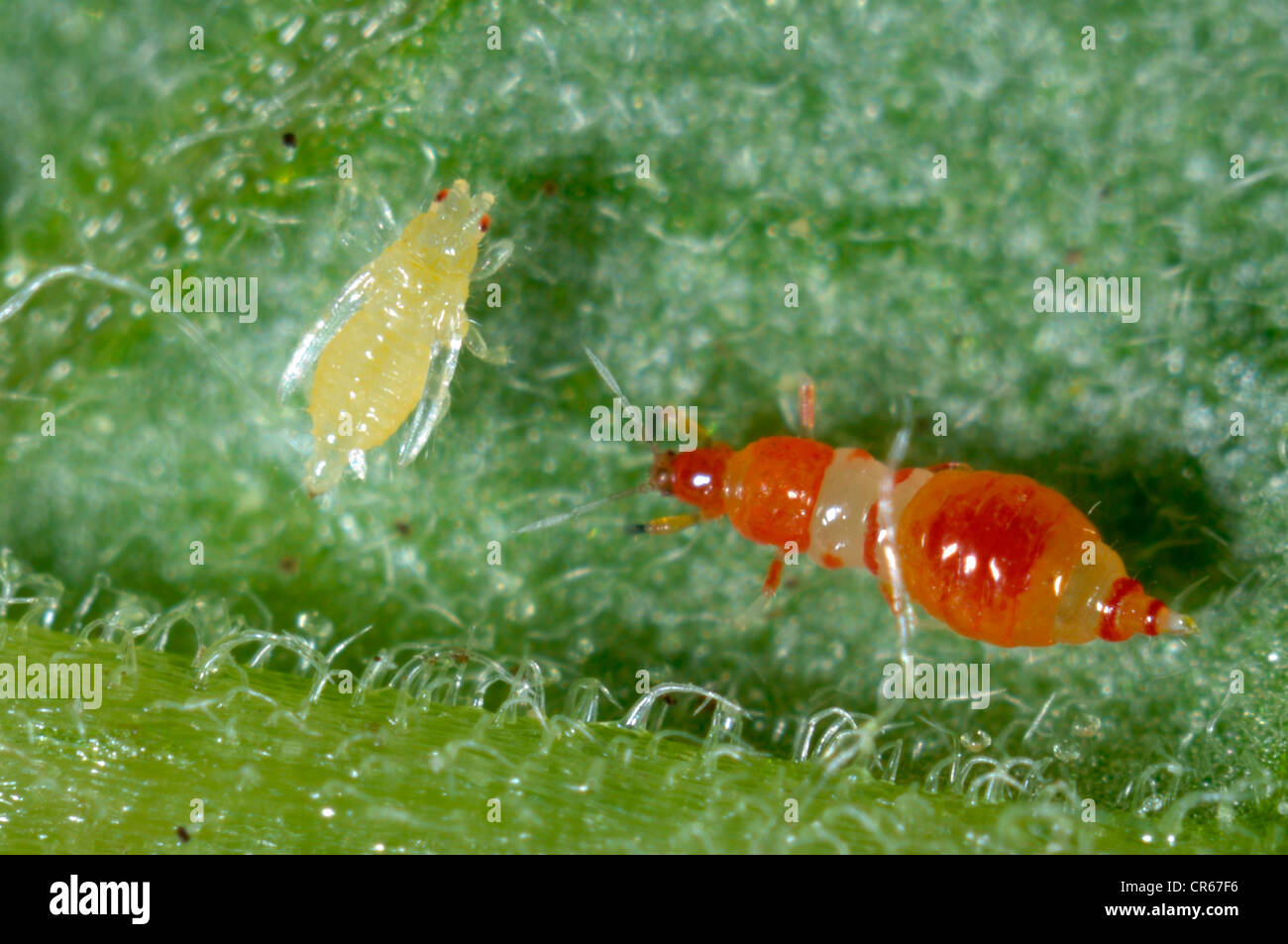 Predatory thrips (Franklinothrips vespiformis) larva with western flower thrips pre-pupa prey Stock Photo