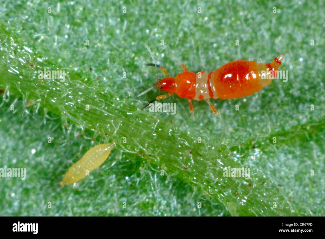 Predatory thrips (Franklinothrips vespiformis) larva with western flower thrips larva prey Stock Photo