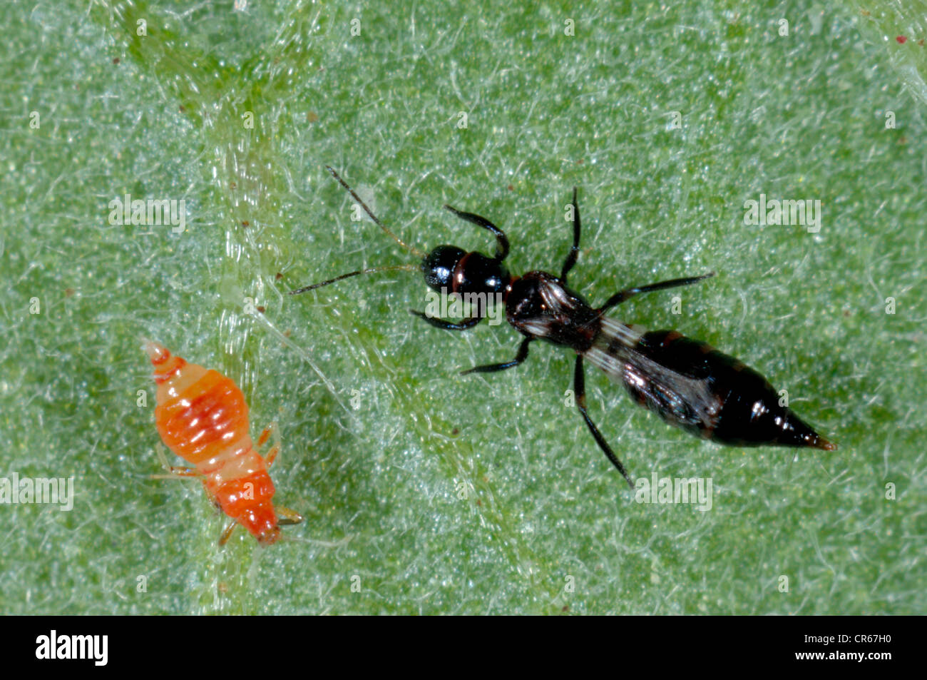 Predatory thrips (Franklinothrips vespiformis) larva and adult Stock Photo