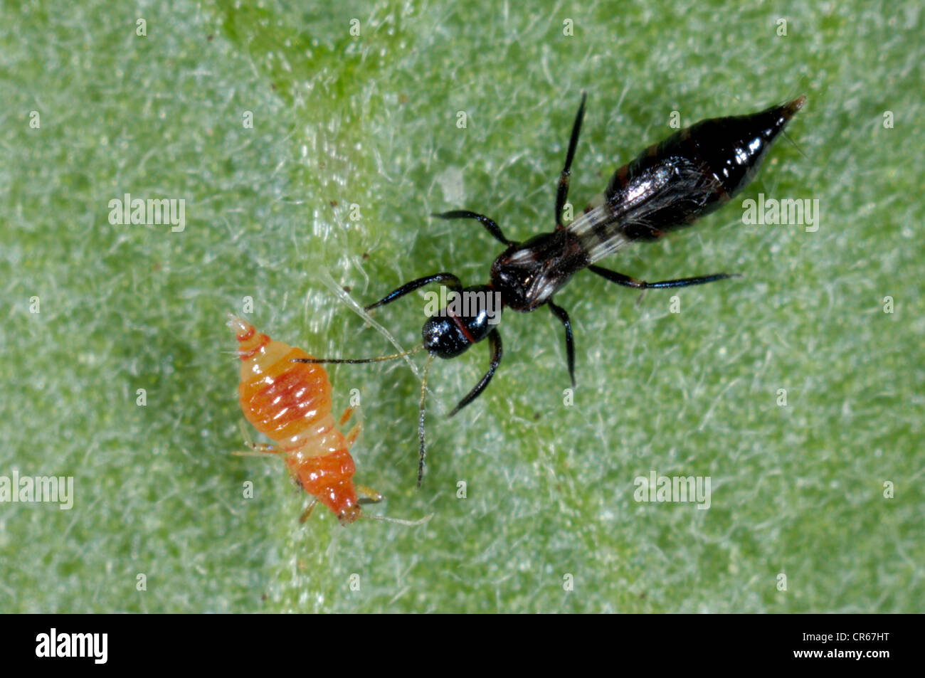 Predatory thrips (Franklinothrips vespiformis) larva and adult Stock Photo