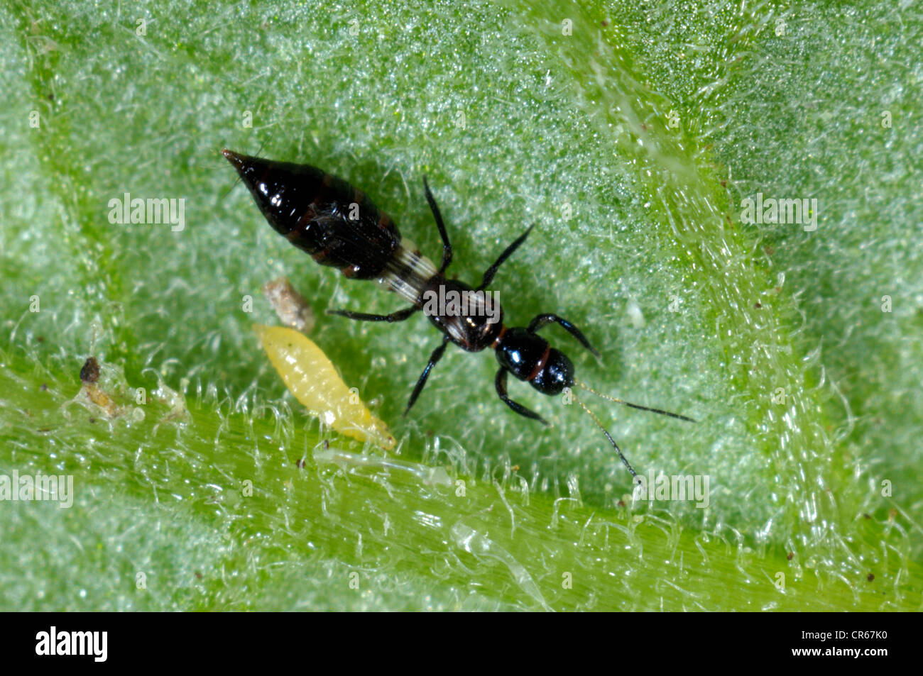 Predatory thrips (Franklinothrips vespiformis) adult with western flower thrips prey Stock Photo