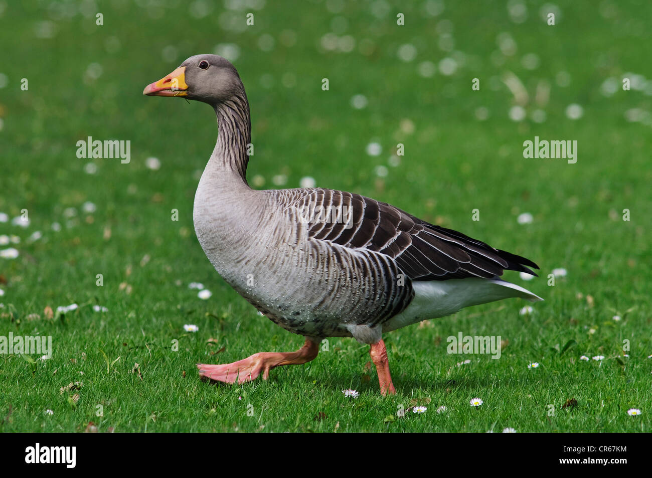 Greylag or Graylag goose (Anser anser), walking on a meadow Stock Photo