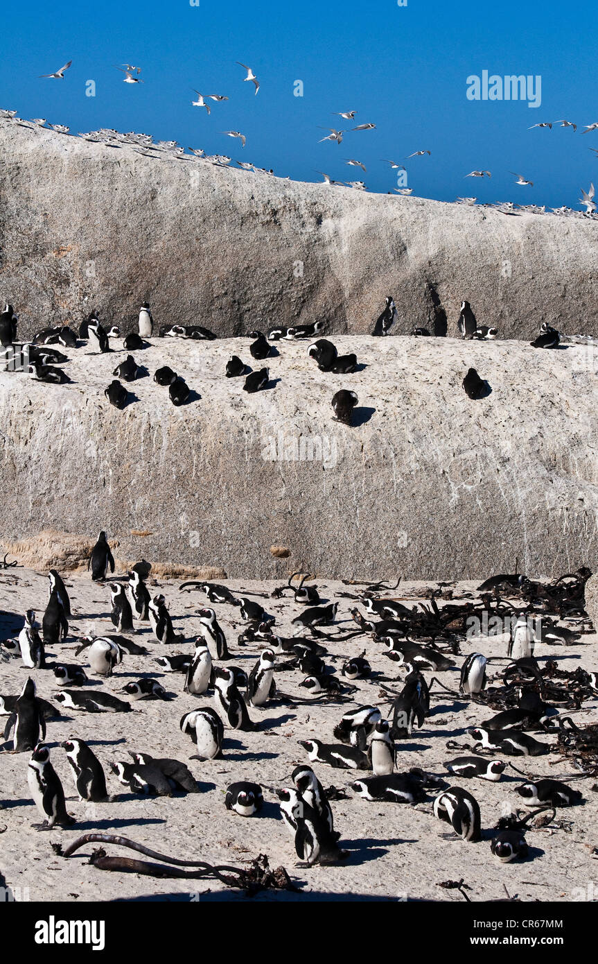 South Africa, Western Cape, Cape Peninsula, Simon's Town, the beach of Boulders Beach welcomes a wild colony of African Stock Photo