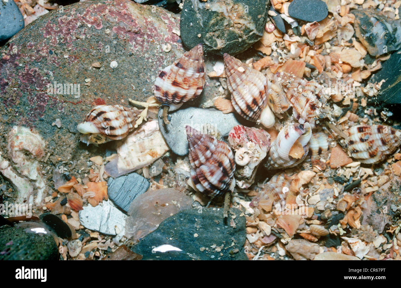 Thick-lipped dog-whelks (Hinia incrassata (= Nassarius incrassatus)) crawling around on the bottom of a rockpool UK Stock Photo