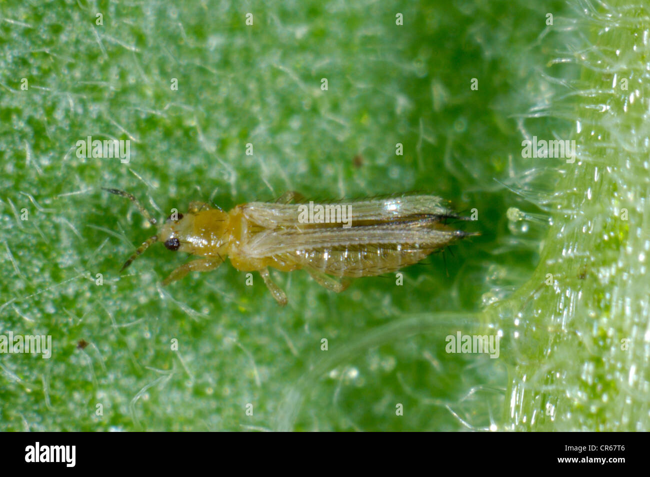 Western flower thrip (Frankliniella occidentalis) adult on a leaf Stock Photo