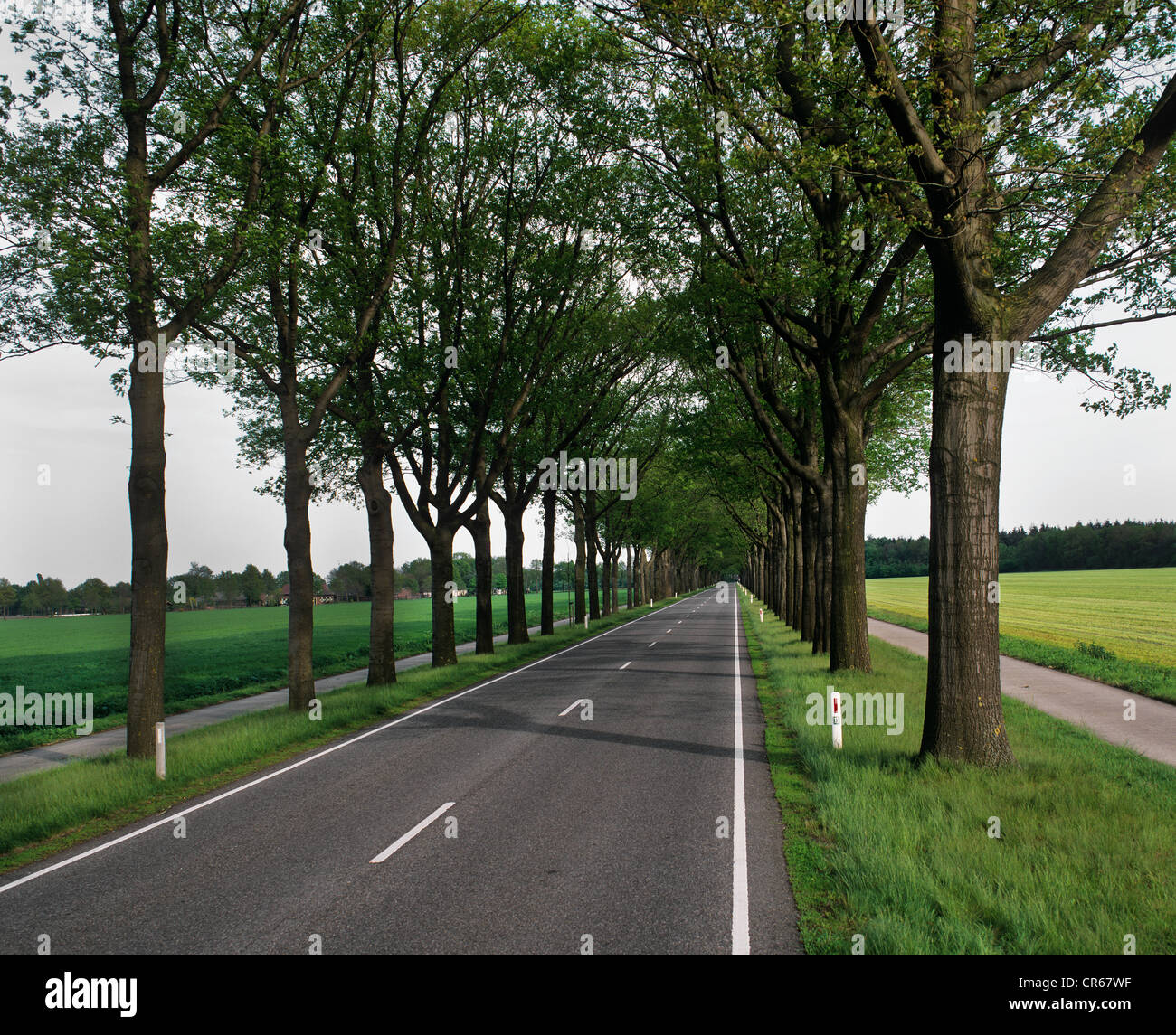Oak tree avenue on a federal road with cycle path, Mecklenburg-Western Pomerania, Germany, Europe Stock Photo