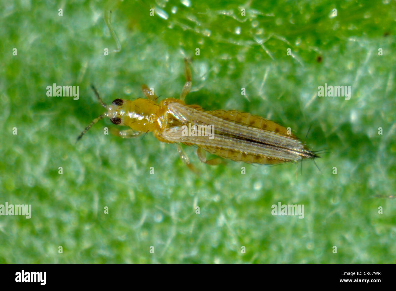 Western flower thrip (Frankliniella occidentalis) adult on a leaf Stock Photo