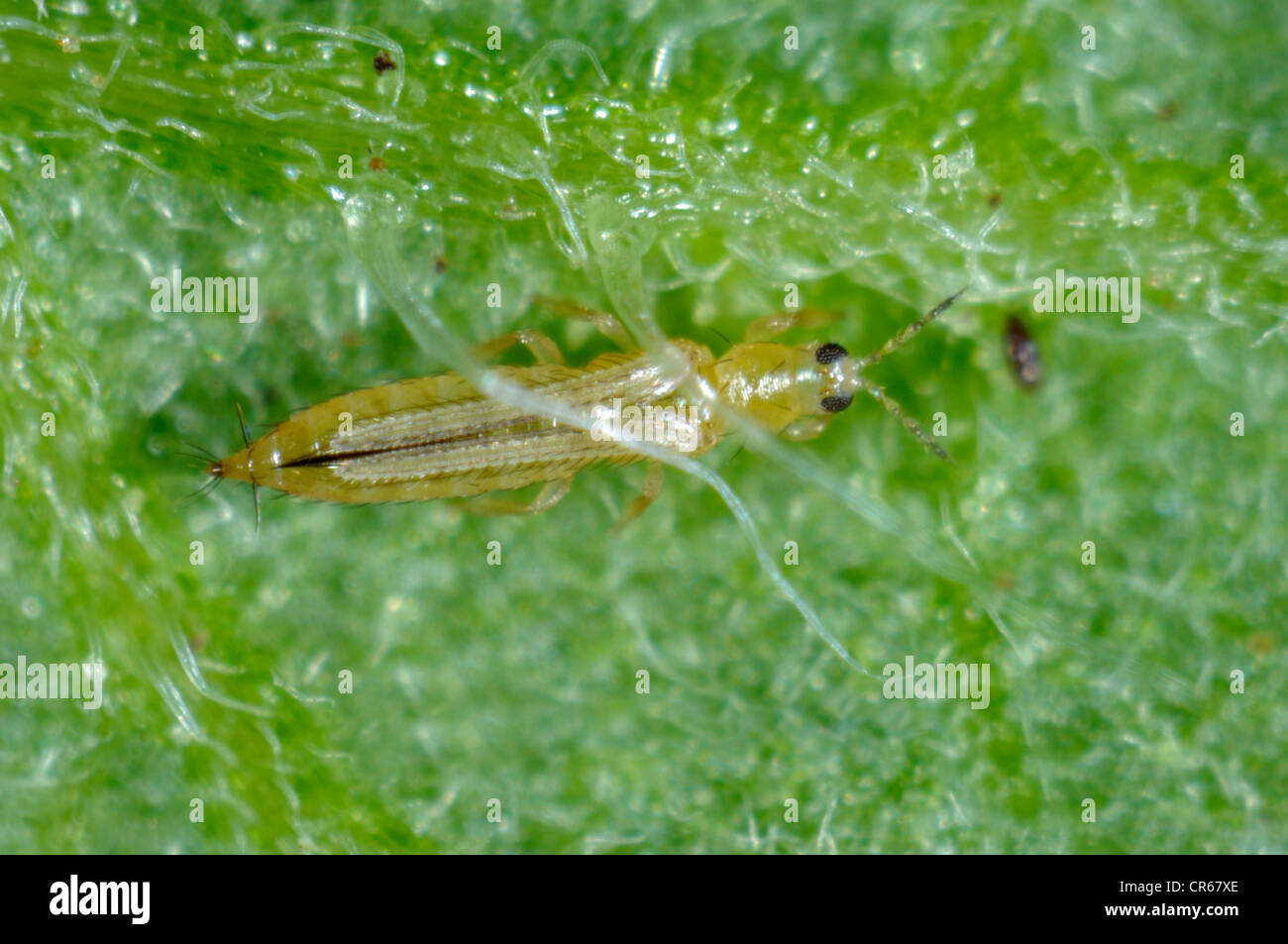 Western flower thrip (Frankliniella occidentalis) adult on a leaf Stock